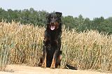 BEAUCERON 009